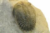 Detailed Hollardops Trilobite - Multi-Toned Shell #280930-4